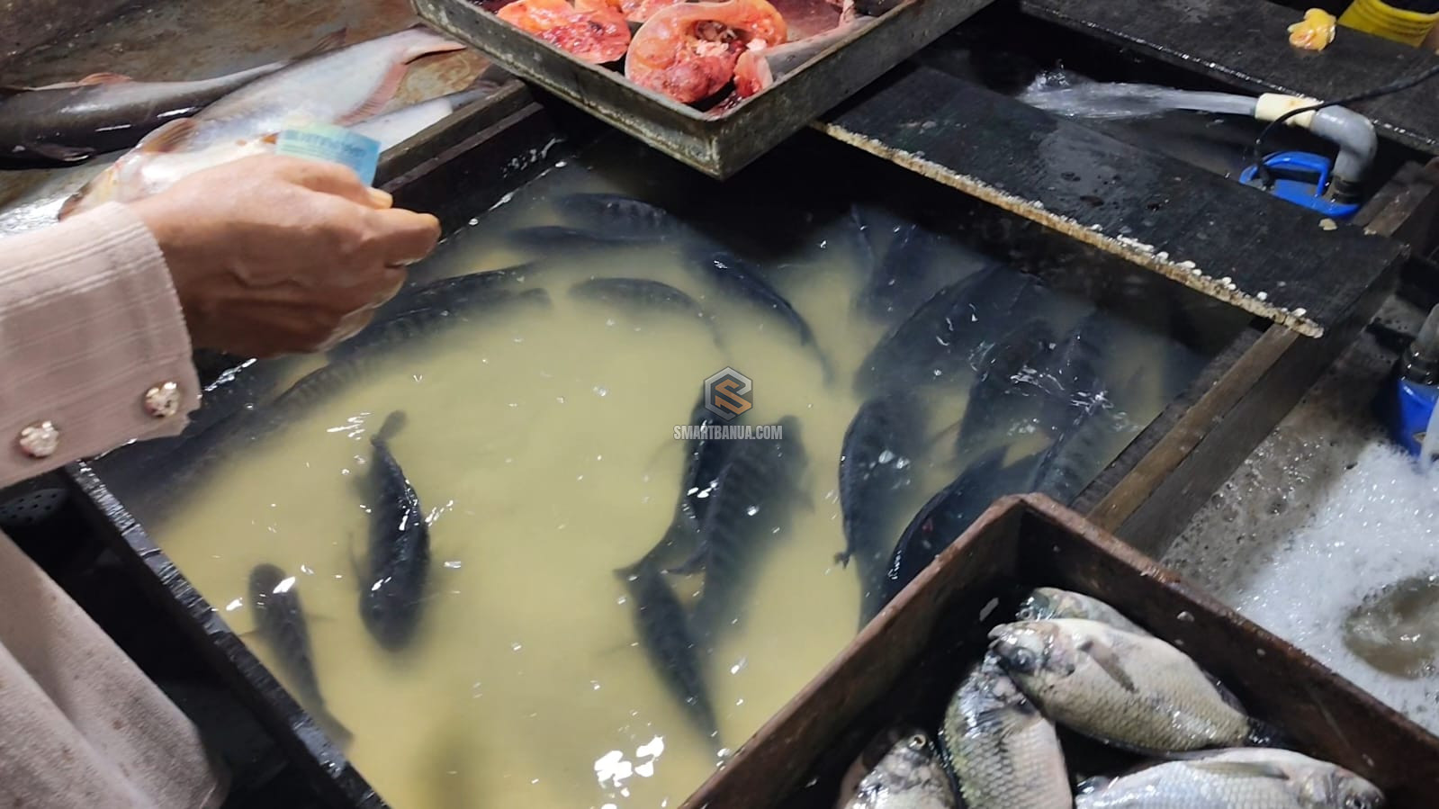 Harga Ikan Nila di Banjarmasin Naik Jadi Rp45 Ribu per Kg Awal Ramadan 1447 H, D...